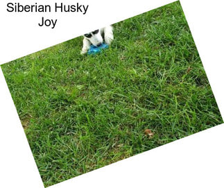 Siberian Husky Joy