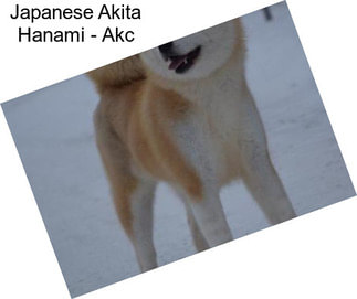 Japanese Akita Hanami - Akc