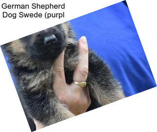 German Shepherd Dog Swede (purpl