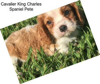 Cavalier King Charles Spaniel Pete