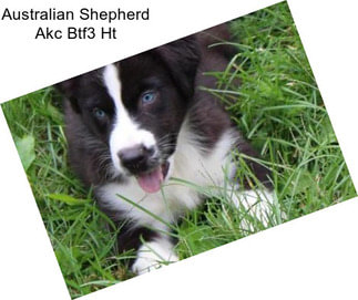 Australian Shepherd Akc Btf3 Ht