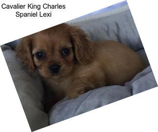 Cavalier King Charles Spaniel Lexi