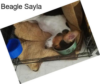 Beagle Sayla