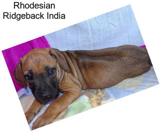 Rhodesian Ridgeback India