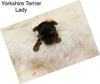 Yorkshire Terrier Lady