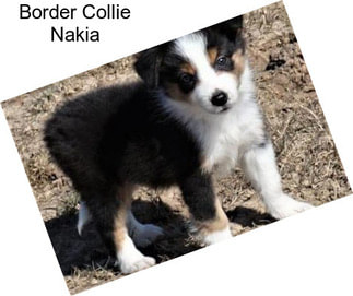 Border Collie Nakia