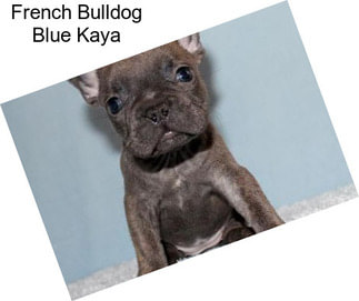 French Bulldog Blue Kaya