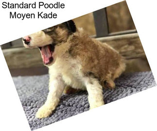 Standard Poodle Moyen Kade