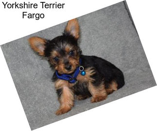 Yorkshire Terrier Fargo