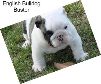 English Bulldog Buster