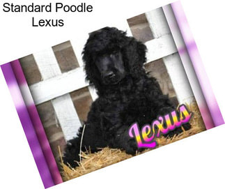 Standard Poodle Lexus