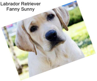 Labrador Retriever Fanny Sunny