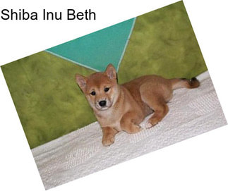 Shiba Inu Beth