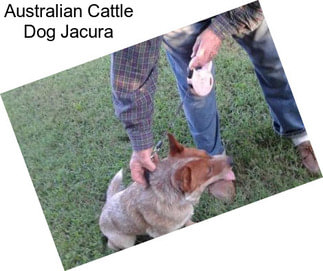 Australian Cattle Dog Jacura