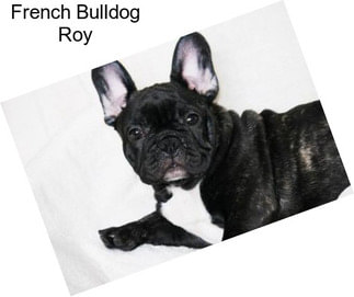 French Bulldog Roy