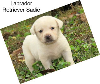 Labrador Retriever Sadie