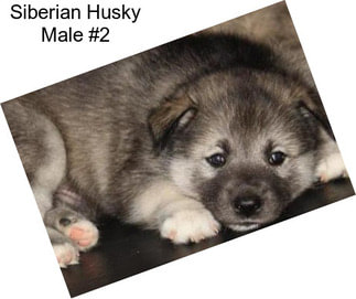 Siberian Husky Male #2