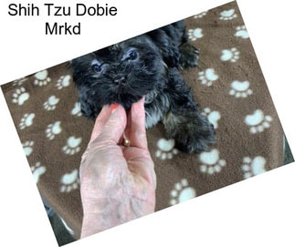 Shih Tzu Dobie Mrkd