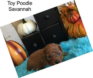 Toy Poodle Savannah