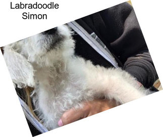 Labradoodle Simon