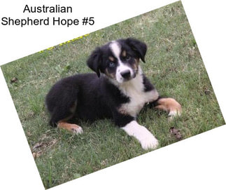 Australian Shepherd Hope #5