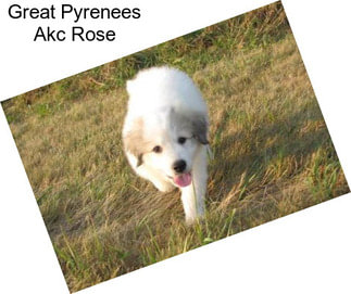 Great Pyrenees Akc Rose