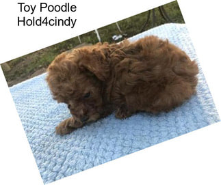 Toy Poodle Hold4cindy