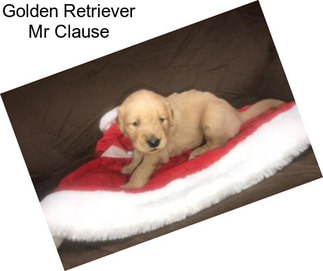 Golden Retriever Mr Clause