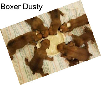 Boxer Dusty