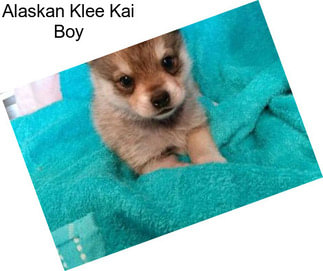 Alaskan Klee Kai Boy