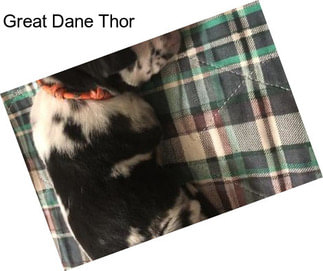 Great Dane Thor
