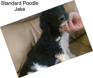 Standard Poodle Jake