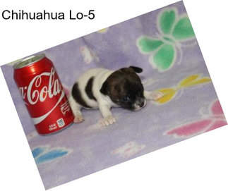 Chihuahua Lo-5