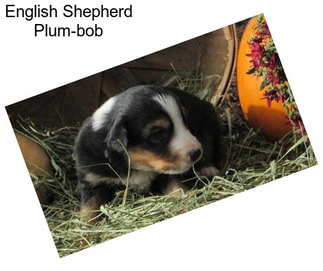 English Shepherd Plum-bob