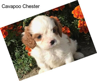 Cavapoo Chester