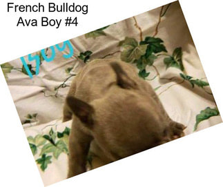 French Bulldog Ava Boy #4