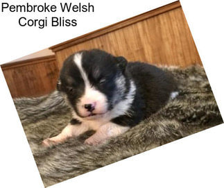 Pembroke Welsh Corgi Bliss