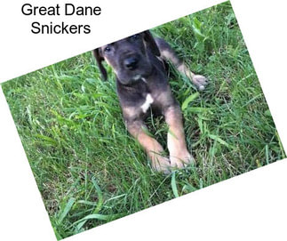 Great Dane Snickers