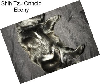 Shih Tzu Onhold Ebony