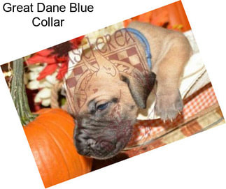 Great Dane Blue Collar