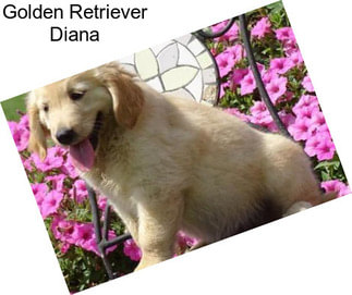 Golden Retriever Diana