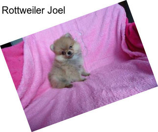 Rottweiler Joel