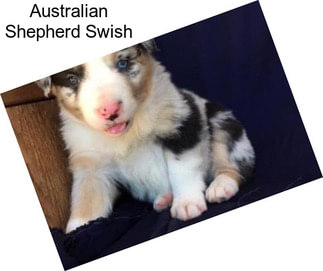 Australian Shepherd Swish