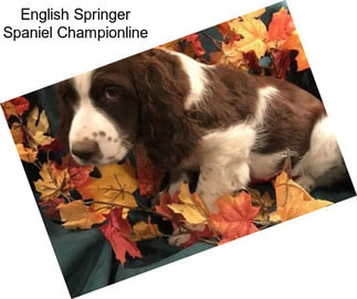 English Springer Spaniel Championline