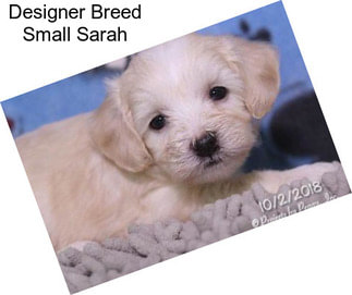Designer Breed Small Sarah