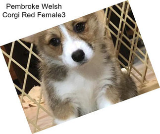 Pembroke Welsh Corgi Red Female3