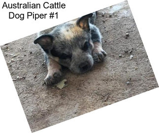 Australian Cattle Dog Piper #1