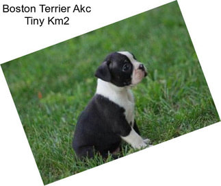 Boston Terrier Akc Tiny Km2