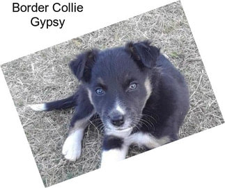 Border Collie Gypsy