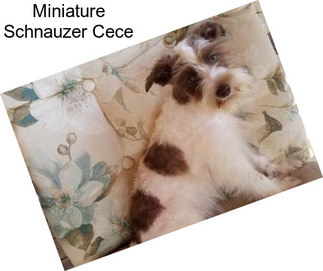 Miniature Schnauzer Cece